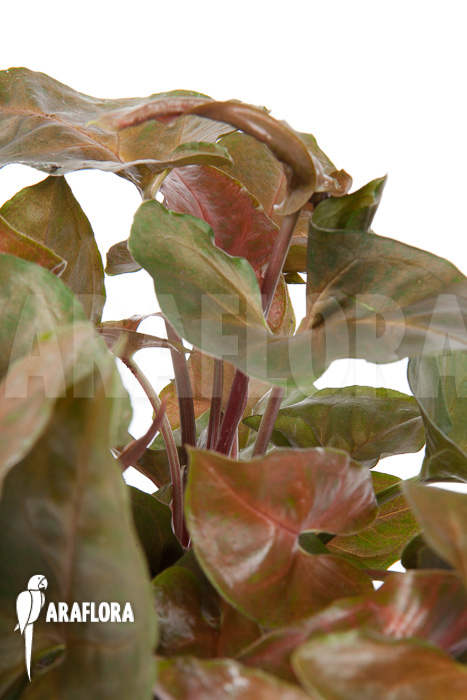 Syngonium x ‘Maria Dark’