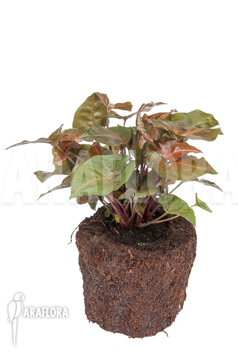 Syngonium x ‘Maria Dark’