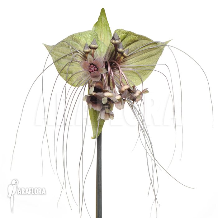 Tacca chantrieri ‘Bat plant’