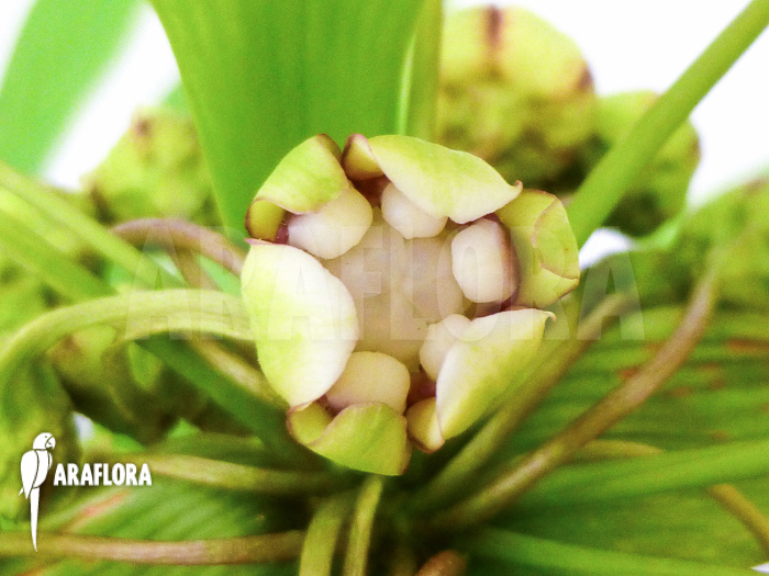 Tacca leontopetaloides flower detail