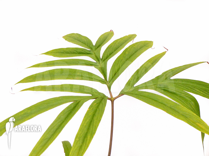 Tacca leontopetaloides leaf