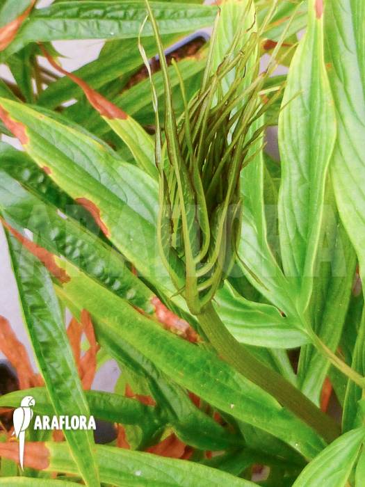 Tacca leontopetaloides new leaf