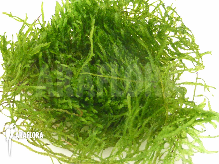 Taxiphyllum Flame moss