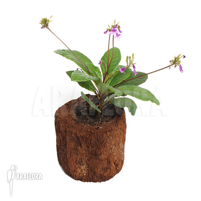 Tetranema roseum ‘Mexican foxglove’