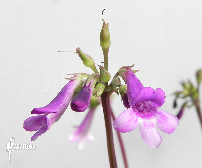 Tetranema roseum ‘Mexican foxglove’
