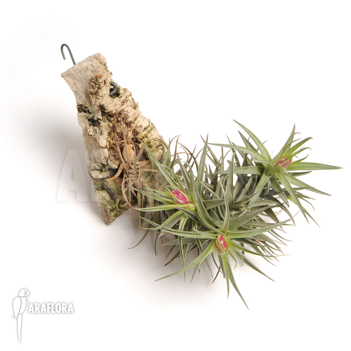 Tillandsia aeranthos