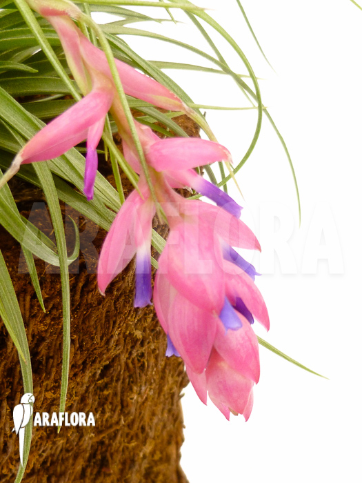 Tillandsia aeranthos