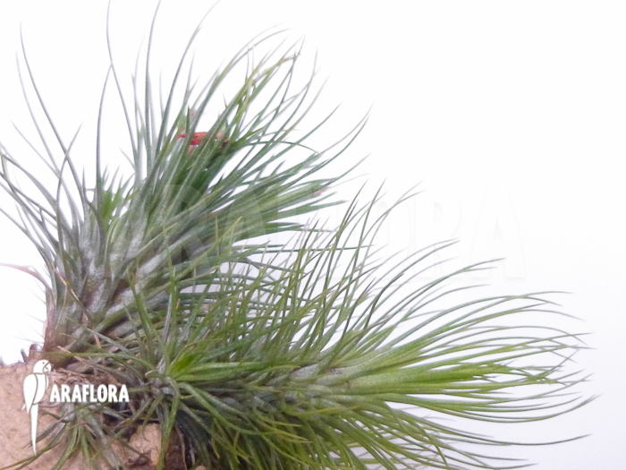 Tillandsia andreana
