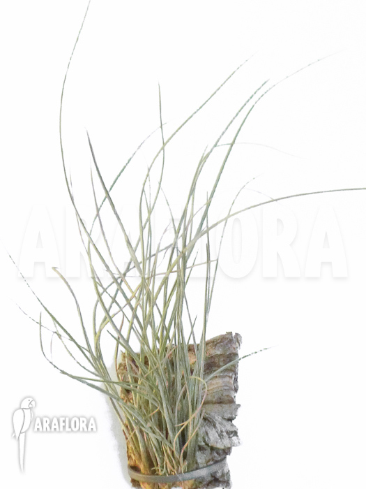 Tillandsia bartramii