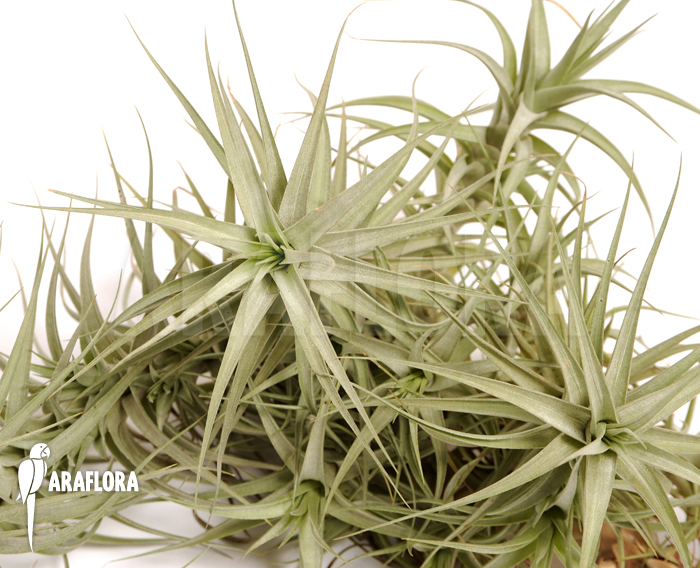Tillandsia bergeri