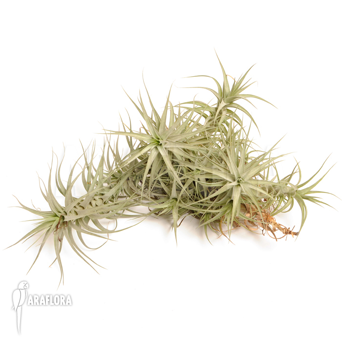 Tillandsia bergeri