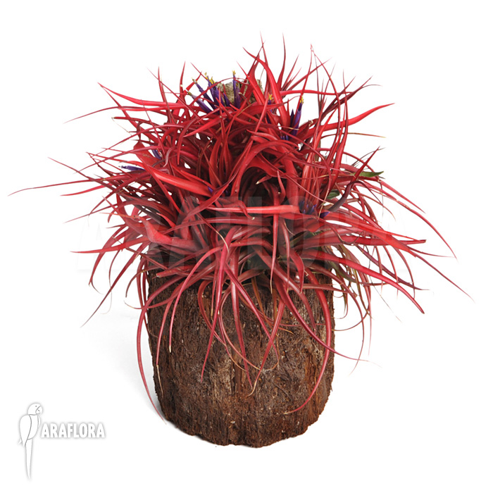 Tillandsia brachycaulos