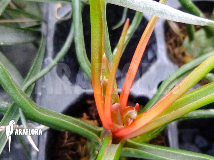 Tillandsia butzii