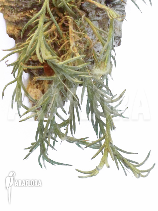 Tillandsia capillaris