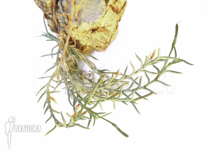 Tillandsia capillaris