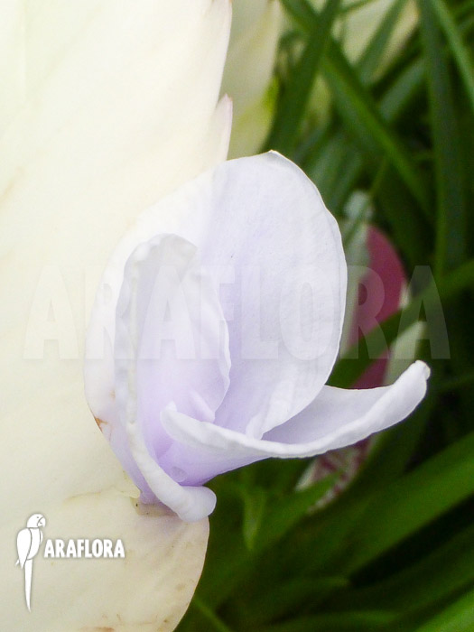 Tillandsia cyanea Ivory tower