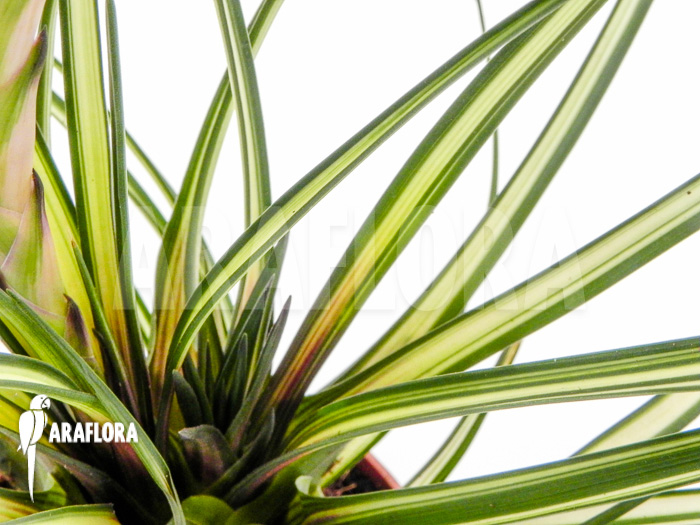 Tillandsia cyanea ‘Variagated’