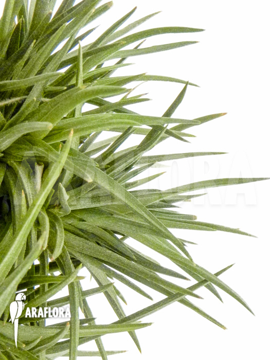 Tillandsia dorotheae