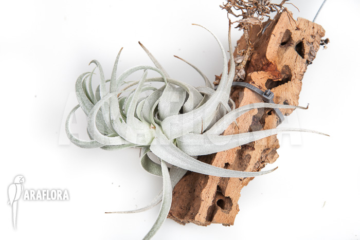Tillandsia gardneri var rupicola