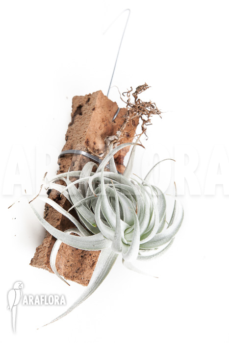 Tillandsia gardneri var rupicola