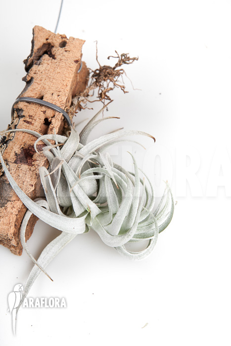 Tillandsia gardneri var rupicola