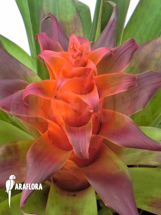 Tillandsia imperialis