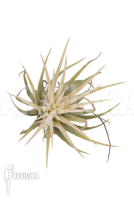 Tillandsia ionantha Druid