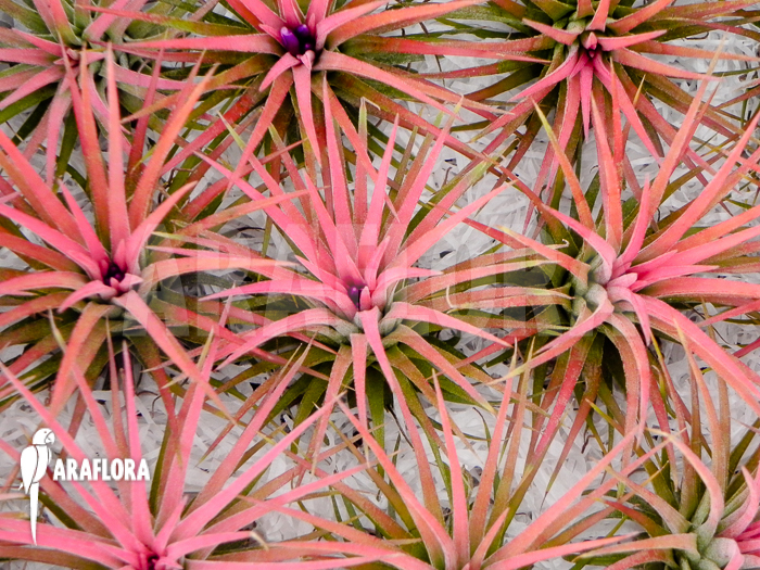 Tillandsia ionantha assorted