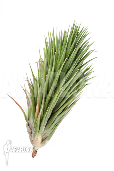 Tillandsia ionantha fuego type