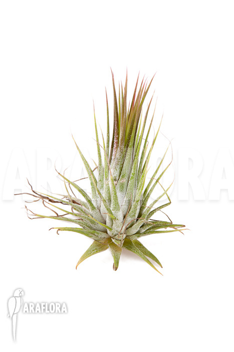 Tillandsia ionantha plug