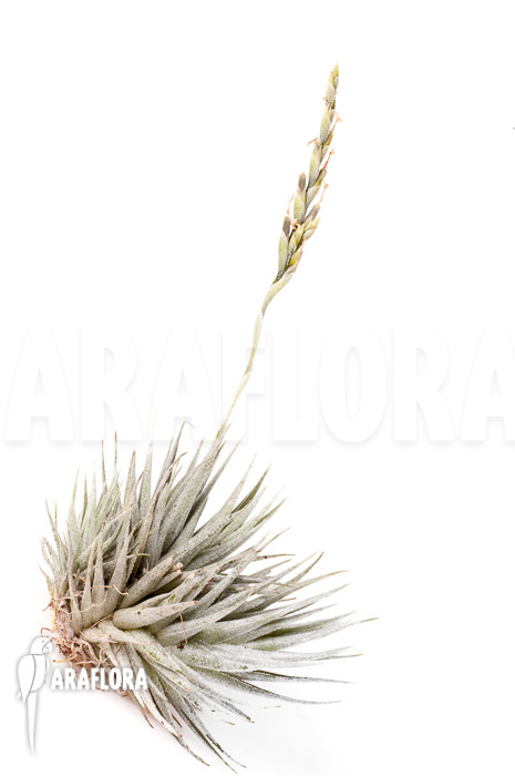 Tillandsia loliacea