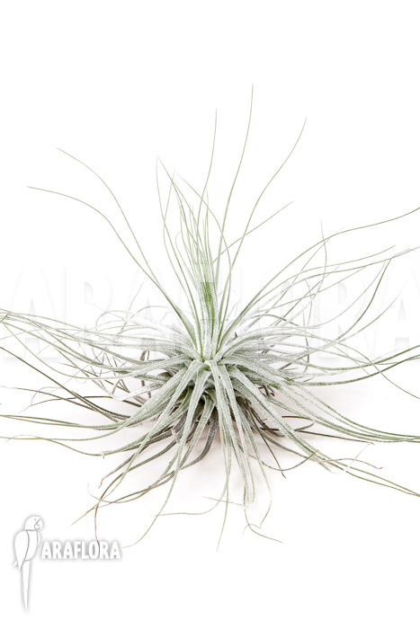 Tillandsia magnusiana’ starter’
