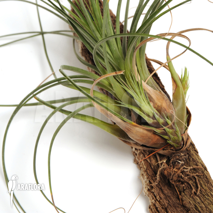 Tillandsia melanocrater