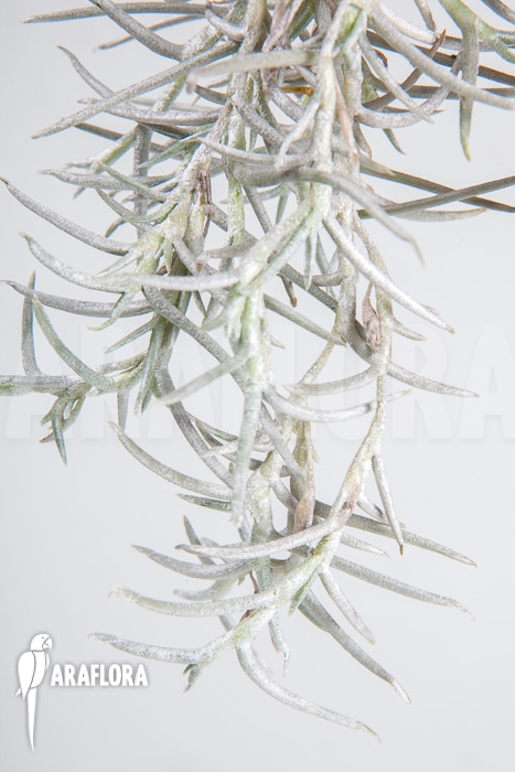 Tillandsia mollis