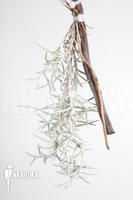 Tillandsia mollis