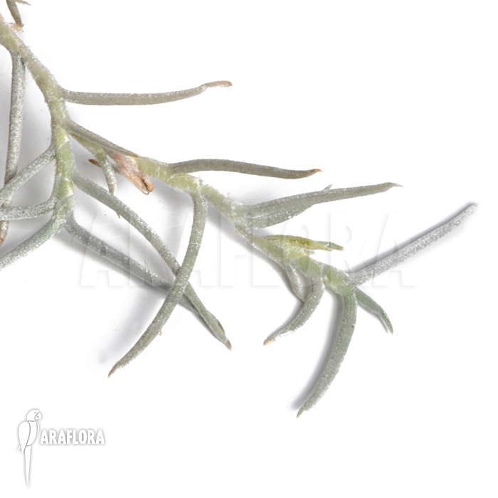 Tillandsia mollis