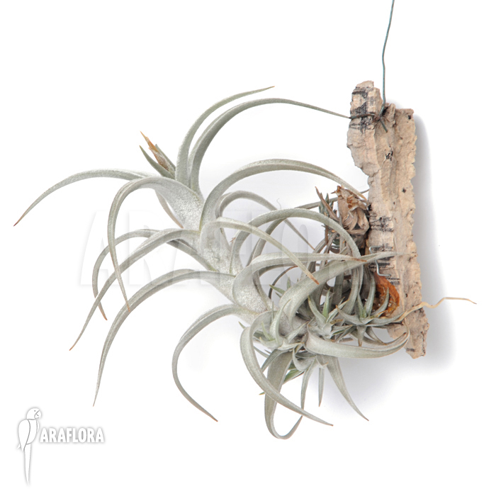 Tillandsia muhriae