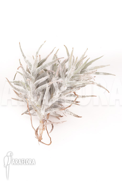 Tillandsia paleacea