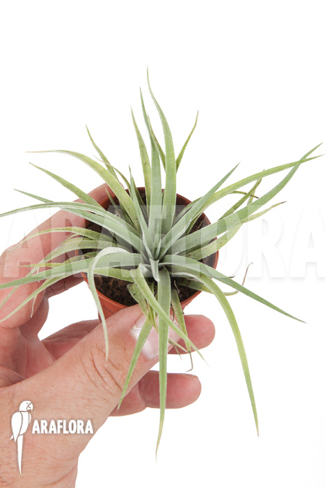 Tillandsia plagiotropica