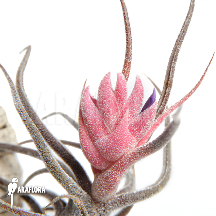 Tillandsia pruinosa