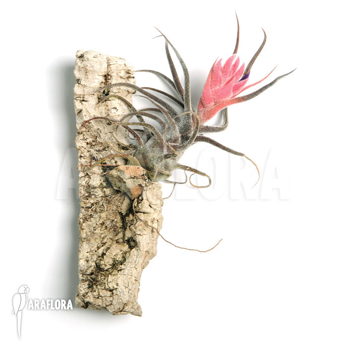 Tillandsia pruinosa