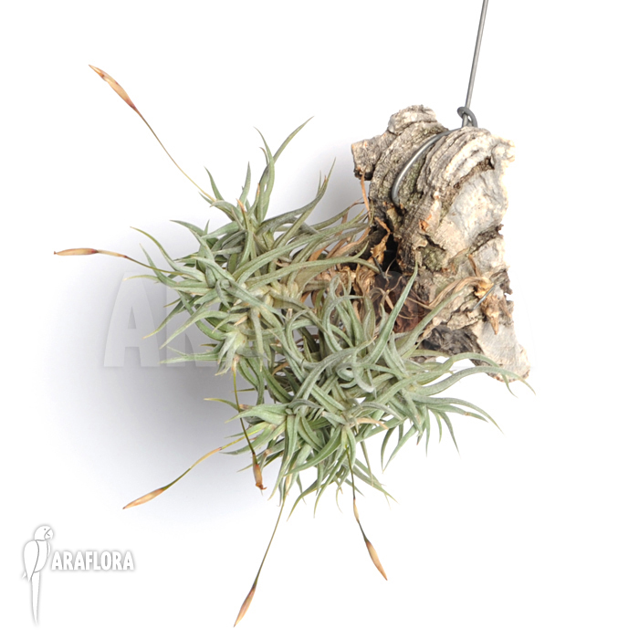 Tillandsia rectangula