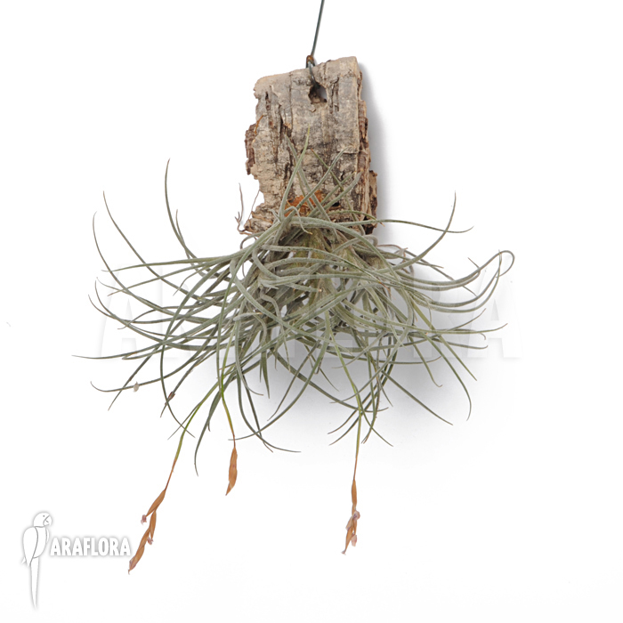 Tillandsia recurvata