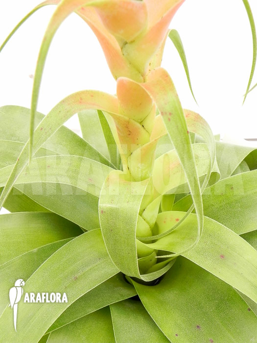 Tillandsia samantha