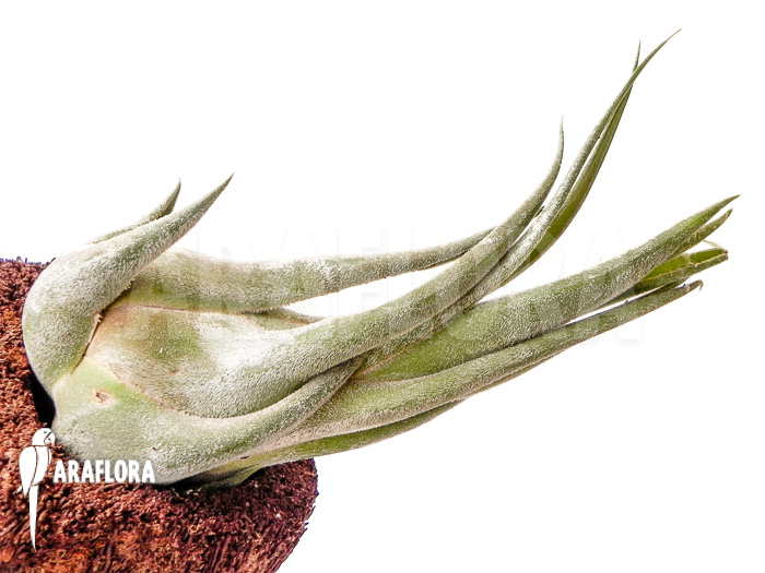 Tillandsia seleriana