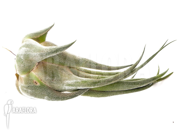 Tillandsia seleriana