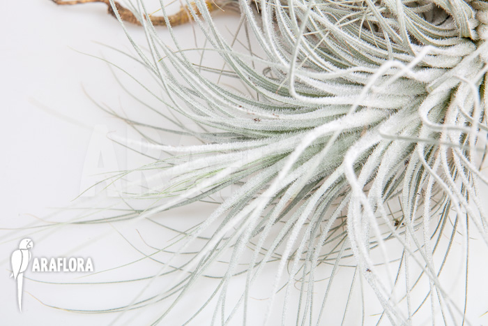 Tillandsia tectorum
