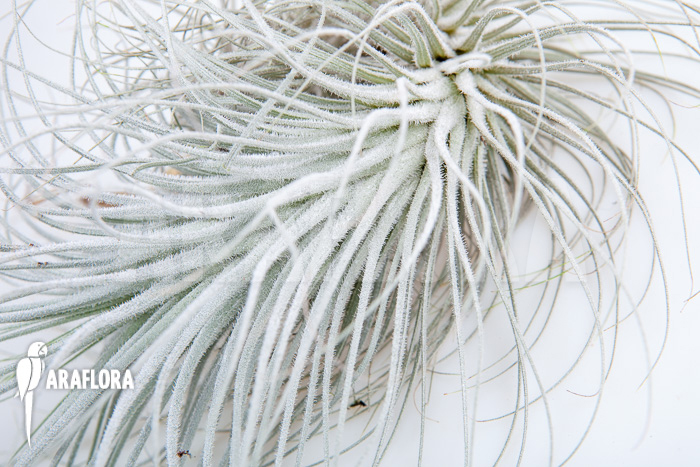 Tillandsia tectorum