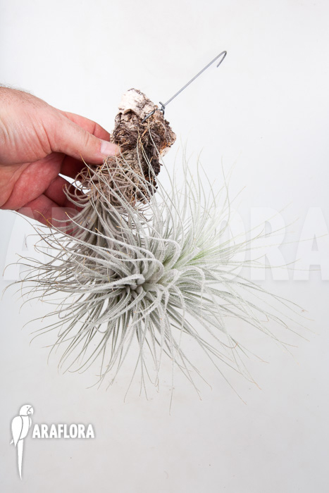 Tillandsia tectorum ‘L’