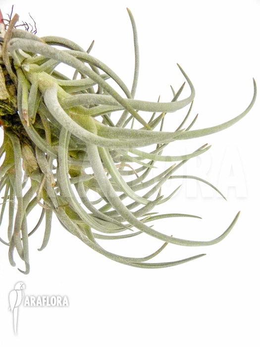 Tillandsia tortilis